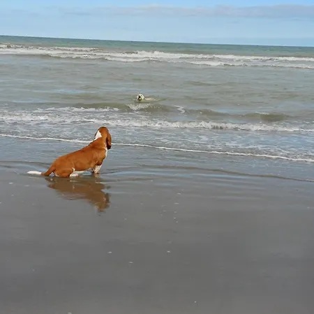 Dom wakacyjny Maris Stella A 250m De La De Petit Philippe Gravelines